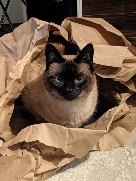 Entry image for Beatrice. Clicking this image will show a larger photo