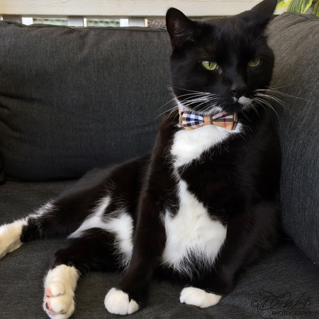 Entry image for Sebastian. Clicking this image will show a larger photo