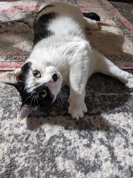 Entry image for Phantom. Clicking this image will show a larger photo