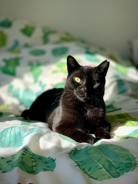 Entry image for Taco. Clicking this image will show a larger photo