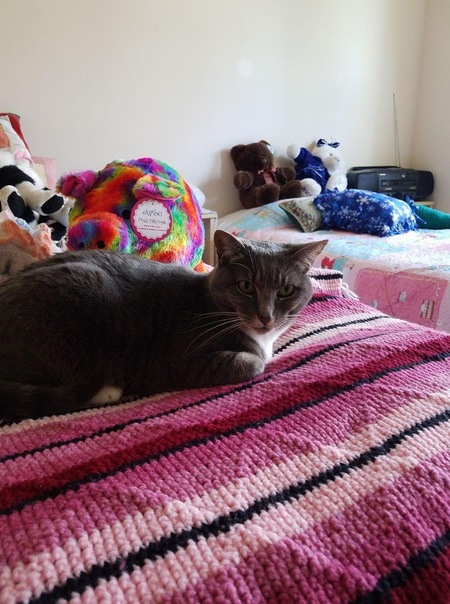 Entry image for Lucy . Clicking this image will show a larger photo