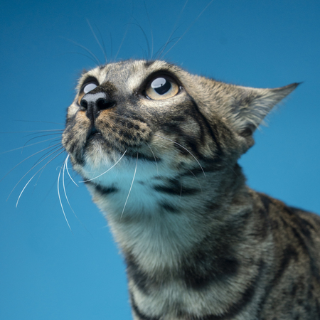 Entry image for Falafel. Clicking this image will show a larger photo