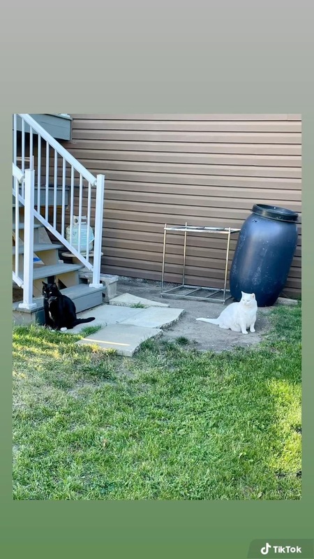 Entry image for Daisy and Moogy. Clicking this image will show a larger photo