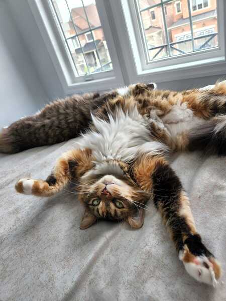 Entry image for Snickers. Clicking this image will show a larger photo