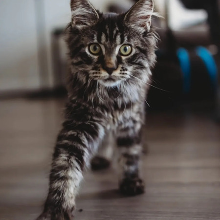 Entry image for Aurora. Clicking this image will show a larger photo