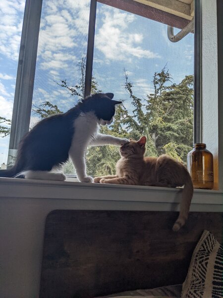 Entry image for Basil and Boo. Clicking this image will show a larger photo