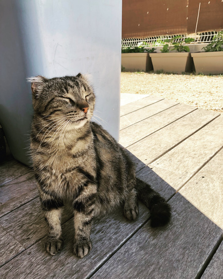 Entry image for Balu. Clicking this image will show a larger photo