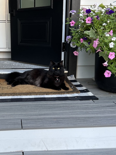 Entry image for Oliver . Clicking this image will show a larger photo