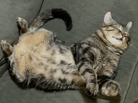 Entry image for Bubz. Clicking this image will show a larger photo