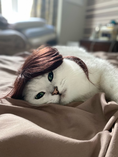 Entry image for Teddy. Clicking this image will show a larger photo