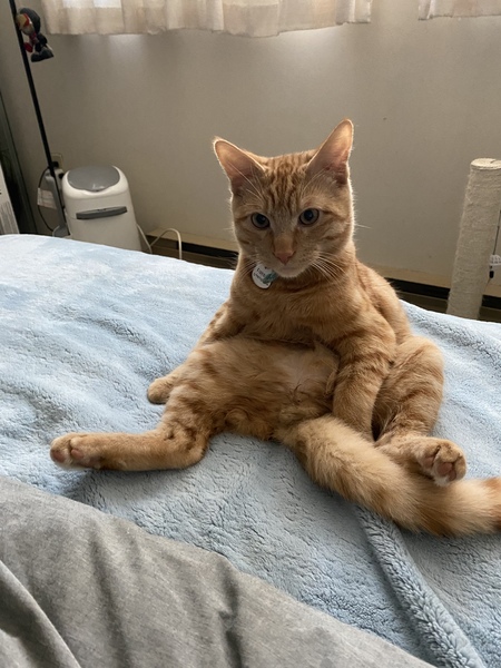 Entry image for Fishball. Clicking this image will show a larger photo