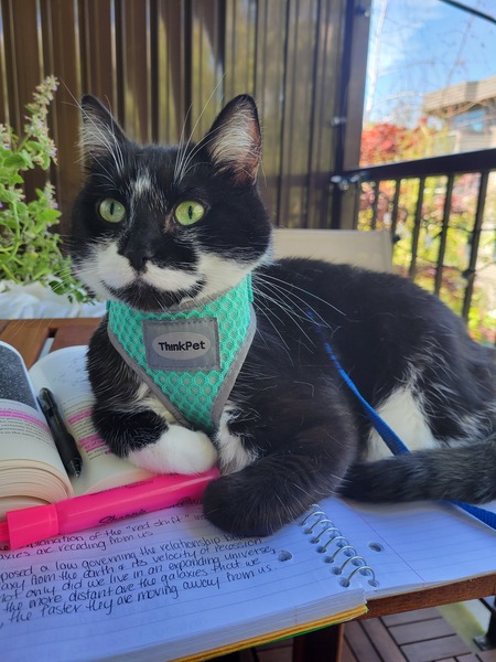 Entry image for Trixie. Clicking this image will show a larger photo