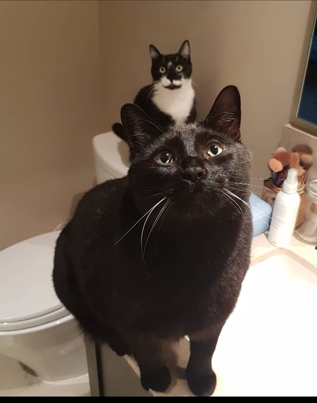 Entry image for Taco. Clicking this image will show a larger photo