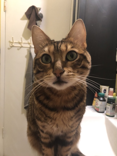 Entry image for Bean. Clicking this image will show a larger photo