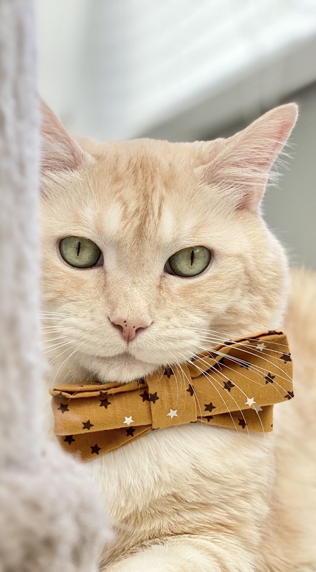 Entry image for Bailey. Clicking this image will show a larger photo