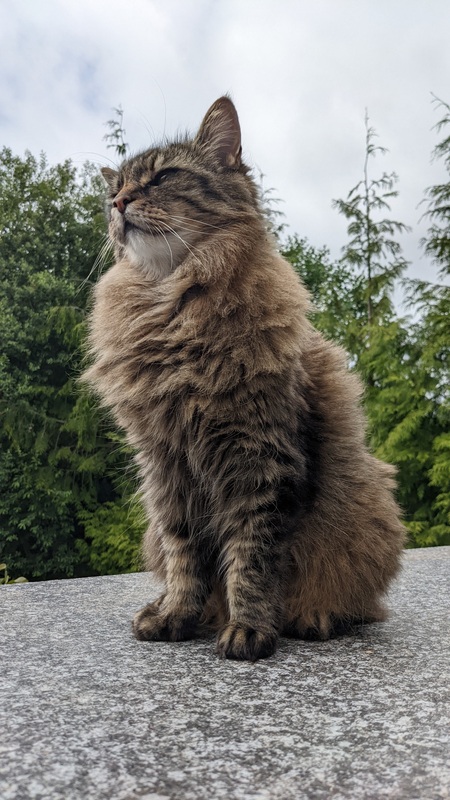 Entry image for Kamo. Clicking this image will show a larger photo