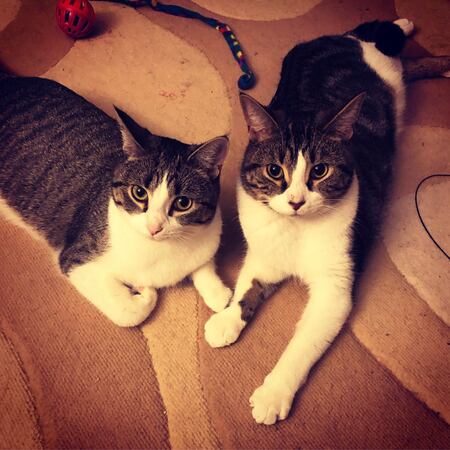 Entry image for Mia and Ollie. Clicking this image will show a larger photo