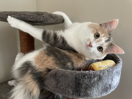 Entry image for Pumpkin. Clicking this image will show a larger photo