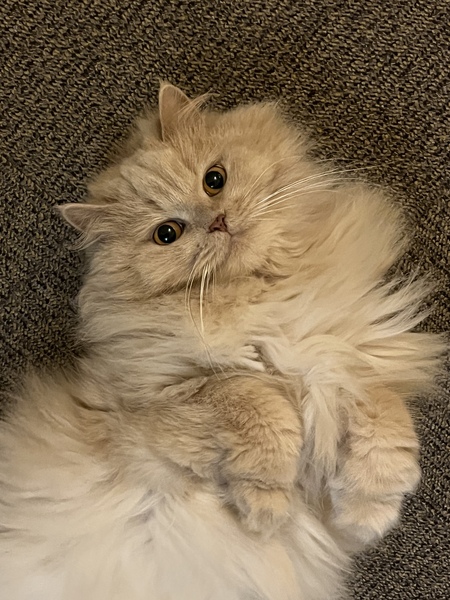 Entry image for Nala. Clicking this image will show a larger photo