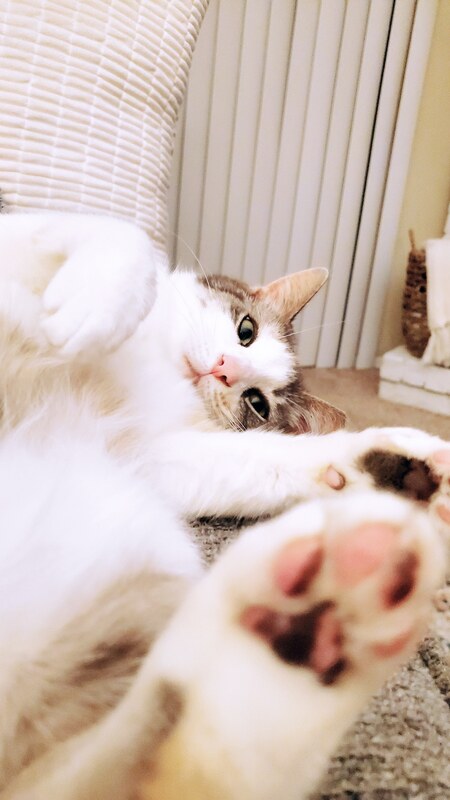 Entry image for Marni. Clicking this image will show a larger photo