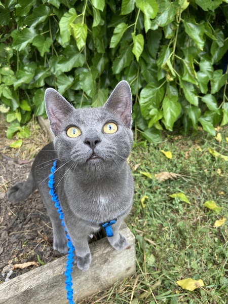 Entry image for Yoda Bear. Clicking this image will show a larger photo