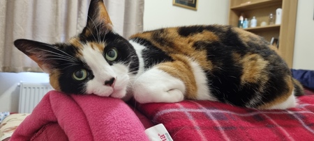 Entry image for Rainbow. Clicking this image will show a larger photo