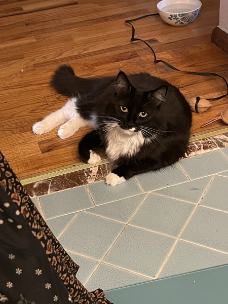 Entry image for Pebbles. Clicking this image will show a larger photo