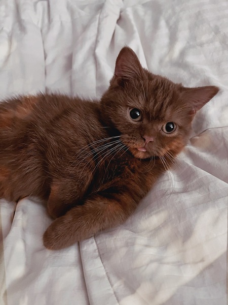 Entry image for Cricket. Clicking this image will show a larger photo