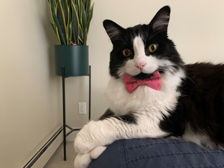 Entry image for Poly. Clicking this image will show a larger photo