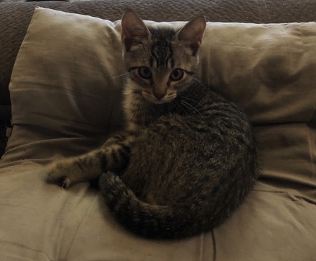 Entry image for Lucky Jr.. Clicking this image will show a larger photo