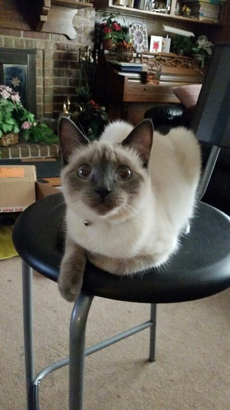 Entry image for Cinder. Clicking this image will show a larger photo