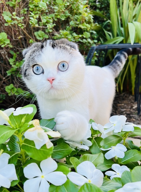 Entry image for Lachlan. Clicking this image will show a larger photo