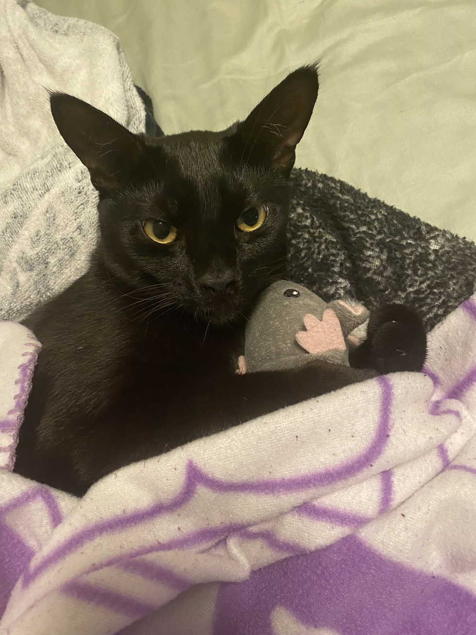 Vote for Momo 2023 Calendar Photo Contest