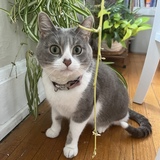 Entry image for Millie