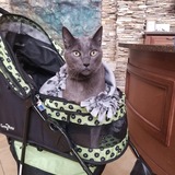 Entry image for Dexter the Therapy Cat