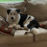 Entry image for Buddy 