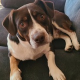 Entry image for Rocco