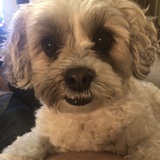 Entry image for Ginger