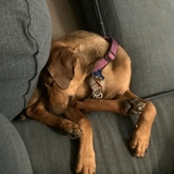 Entry image for Smokey