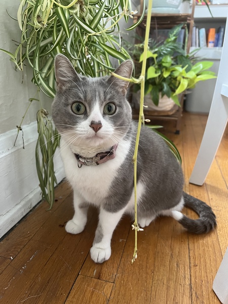 Entry image for Millie. Clicking this image will show a larger photo