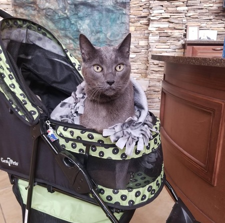 Entry image for Dexter the Therapy Cat. Clicking this image will show a larger photo