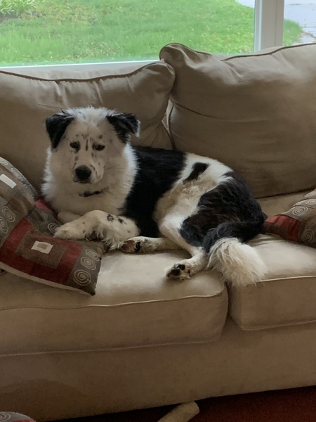Entry image for Buddy . Clicking this image will show a larger photo