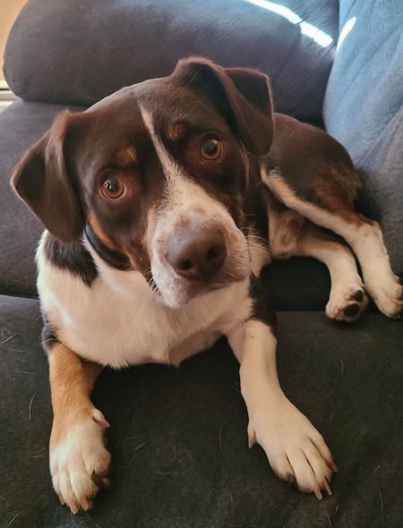 Entry image for Rocco. Clicking this image will show a larger photo