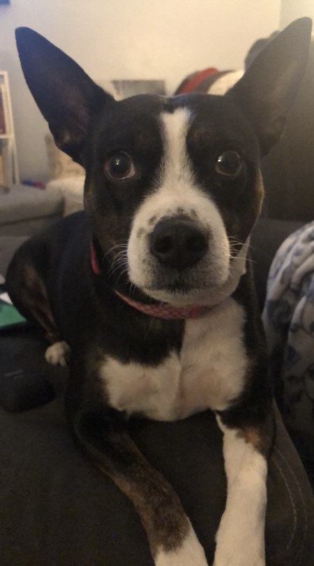 Entry image for Lola. Clicking this image will show a larger photo