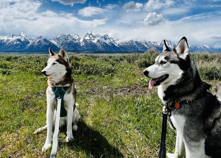 Laika and Zane