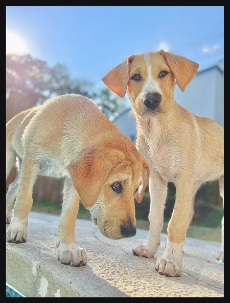 Bennie & Jett 