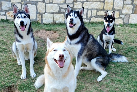 Delgado Pack