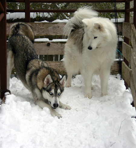 Luna (left, bowing) and Mitsu (right side)