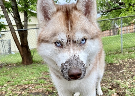 Sakari