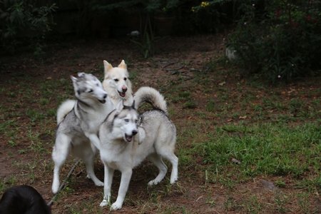 Isis, Lola & Aston